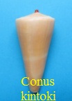Conus kintoki, Habe & Kosuge 1970 (RKK 147) Virg